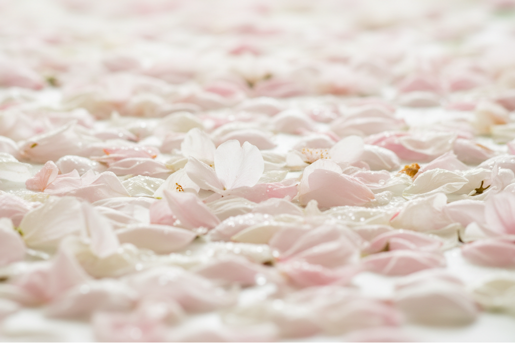 image rempli de petale de fleur rose clair et blanche 